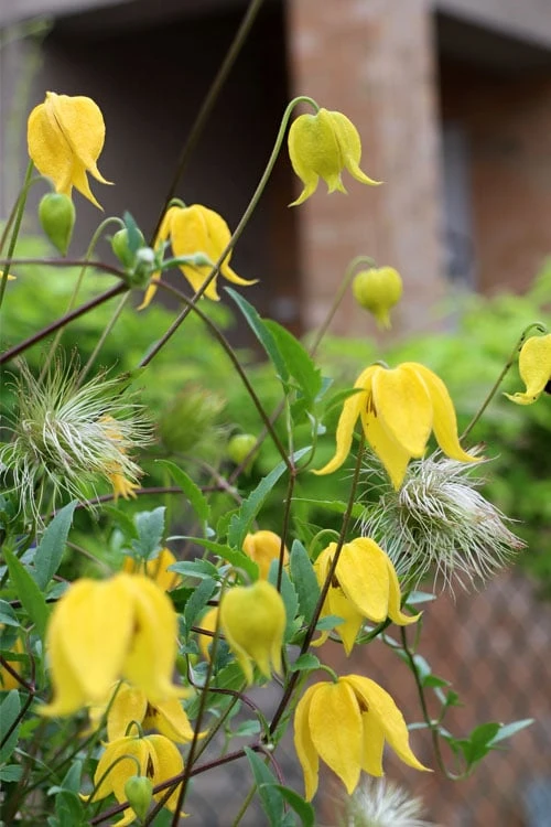 Tangutica Yellow Clematis - 1 Gallon Pot
