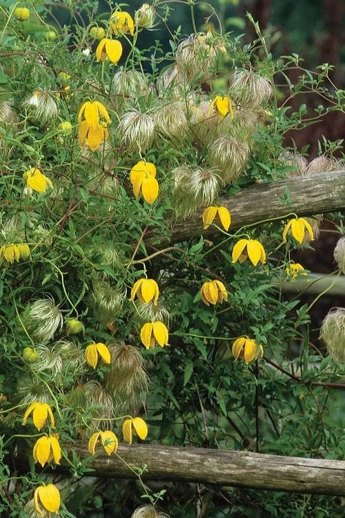 Tangutica Yellow Clematis - 1 Gallon Pot