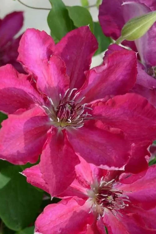 Garland Tekla Clematis - 1 Gallon Pot