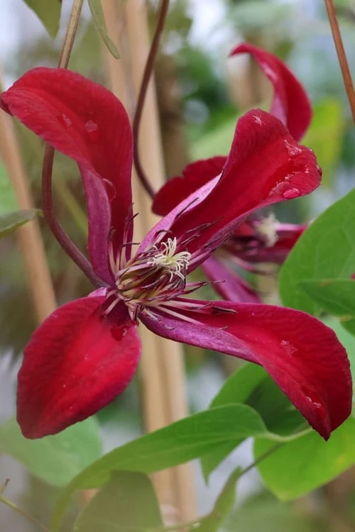 Gravetye Beauty Clematis - 1 Gallon Pot