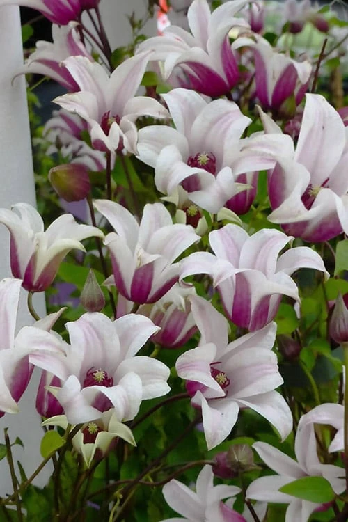 Princess Kate Clematis - 1 Gallon Pot