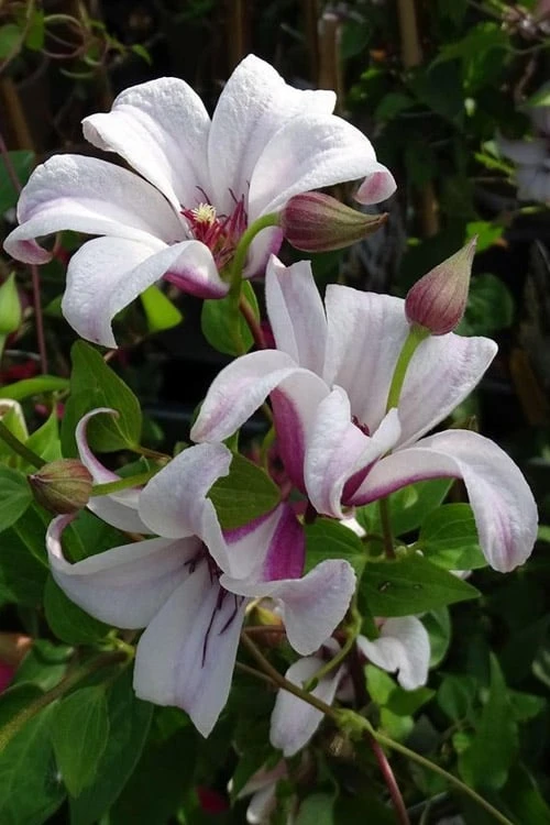 Princess Kate Clematis - 1 Gallon Pot
