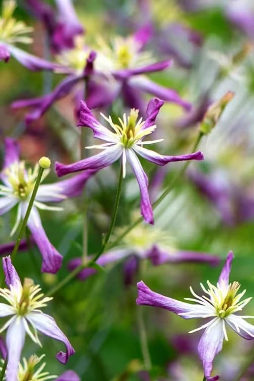 Rubromarginata Fragrant Clematis - 1 Gallon Pot