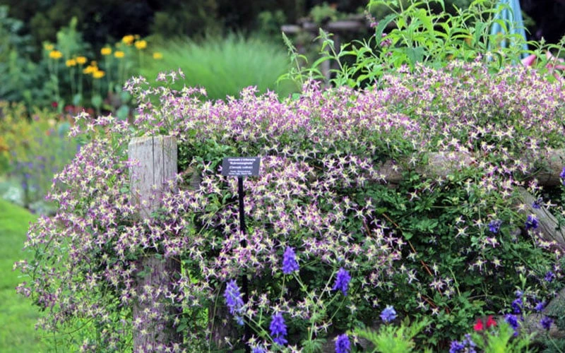Rubromarginata Fragrant Clematis - 1 Gallon Pot