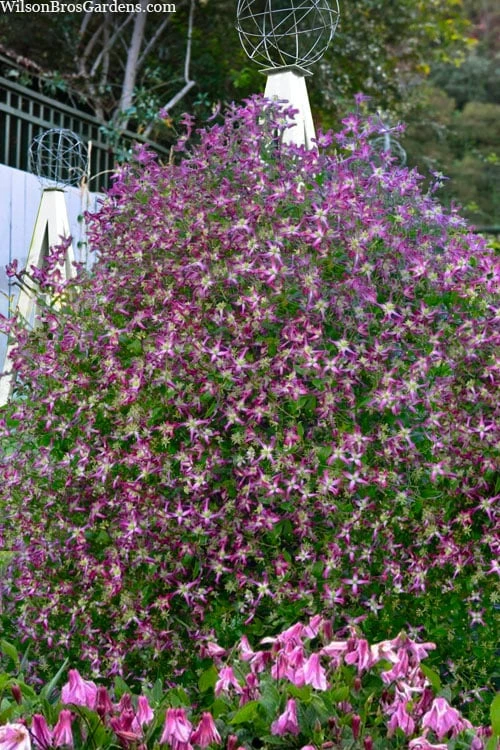 Rubromarginata Fragrant Clematis - 1 Gallon Pot