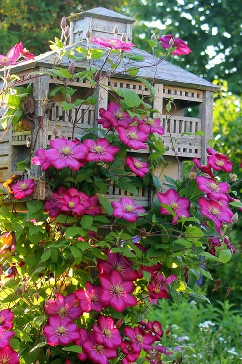 Ville de Lyon Clematis - 1 Gallon Pot