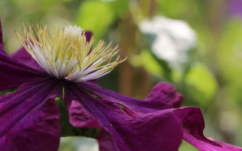Warsaw Nike Clematis - 1 Gallon Pot
