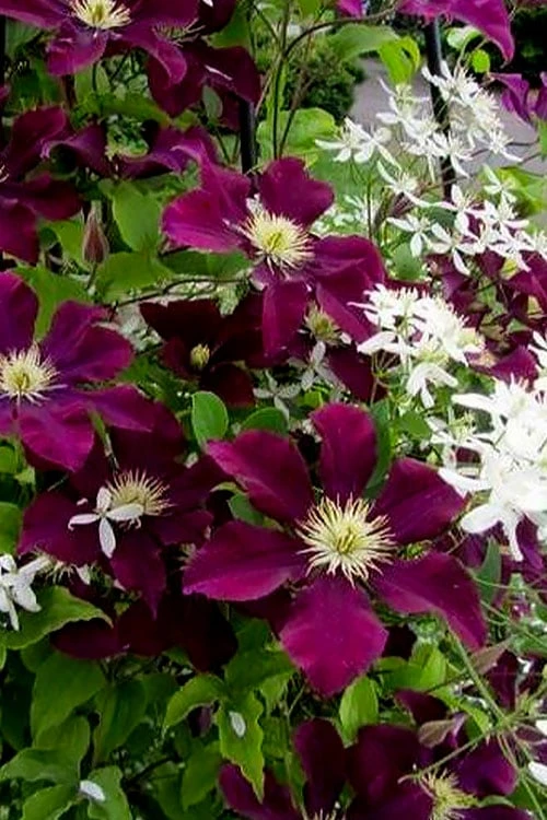 Warsaw Nike Clematis - 1 Gallon Pot