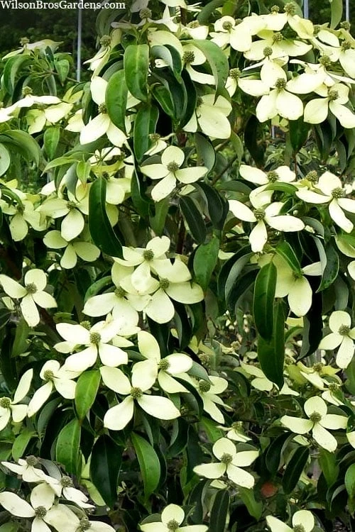 Bernice Evergreen Dogwood Tree (Cornus angustata) - 2 Gallon Pot