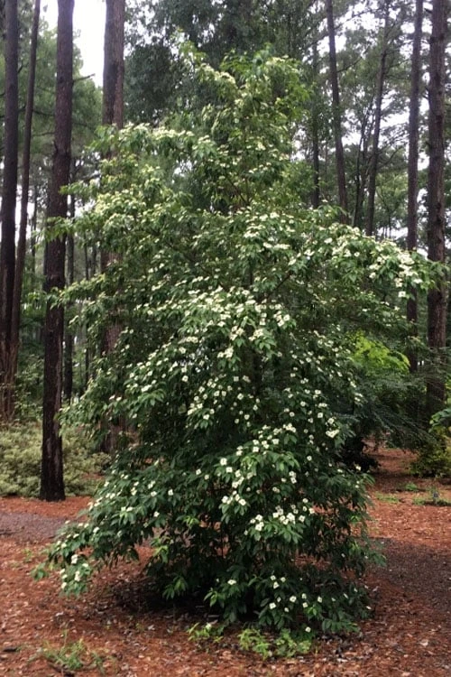 Bernice Evergreen Dogwood Tree (Cornus angustata) - 2 Gallon Pot