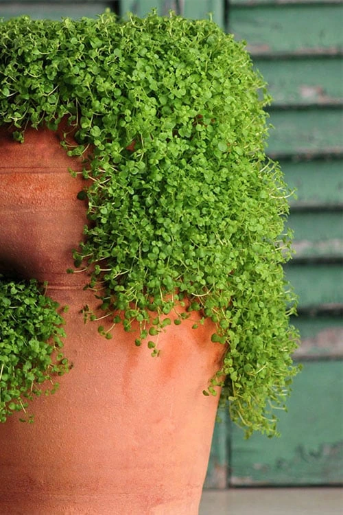 Corsican Mint (Mentha requienii) - 5 Pack of Pint Pots