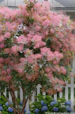 Grace Pink Flowering Smoke Tree - 5 Gallon Pot