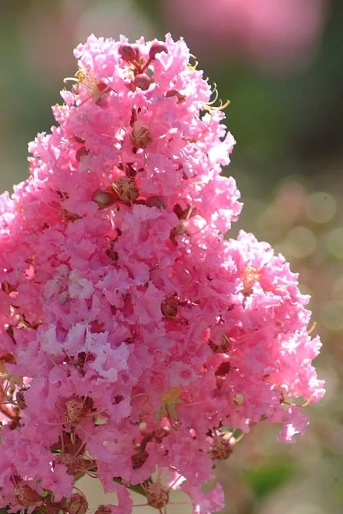 Sioux Pink Crape Myrtle Tree (Single Trunk) - 5 Gallon Pot