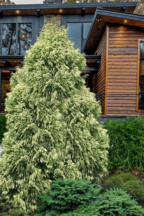 Sekken Sugi Golden Cryptomeria (Japanese Cedar) - 5 Gallon Pot