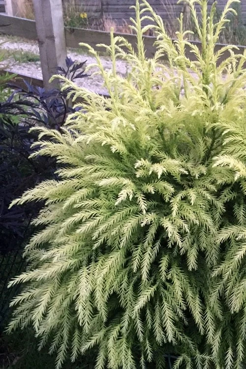 Sekken Sugi Golden Cryptomeria (Japanese Cedar) - 5 Gallon Pot