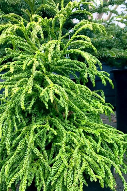 Spiralis Cryptomeria (Japanese Cedar) -2 Gallon Pot