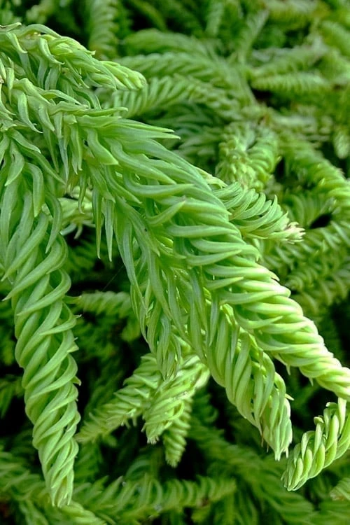 Spiralis Cryptomeria (Japanese Cedar) -2 Gallon Pot