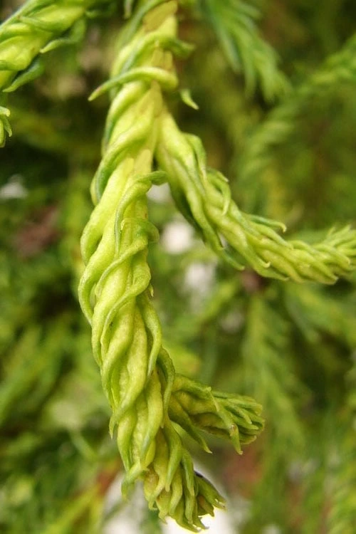 Spiraliter Falcata' Cryptomeria (Japanese Cedar) - 1 Gallon Pot