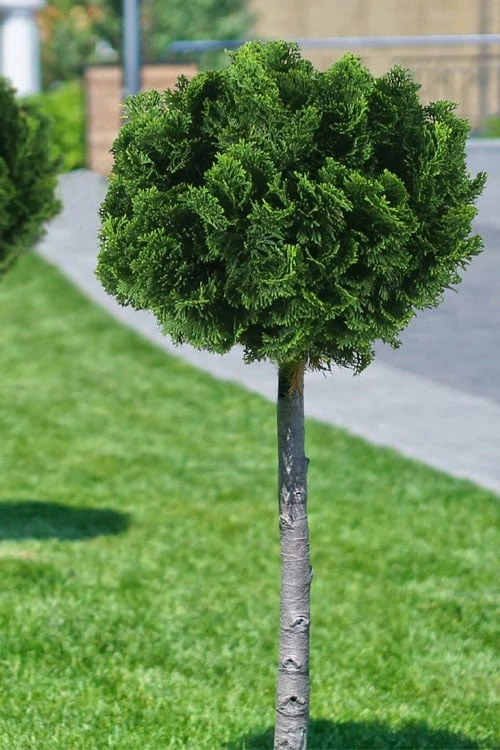 Dwarf Hinoki Cypress Tree (Single Trunk Topiary) - 7 Gallon Pot