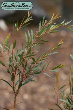 Skinny Minny Hardy Eucalyptus Tree (Eucalyptus Moorei) - 6 Pack Of 1 Gallon Pots