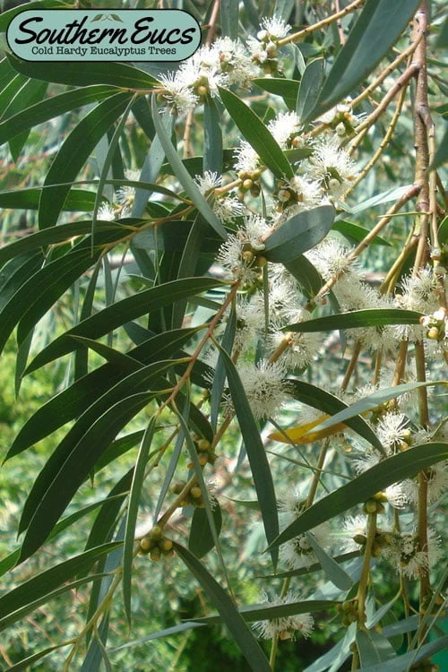 Funky Monkey Cold Hardy Eucalyptus Tree (Eucalyptus parvula) - 2 Gallon Pot