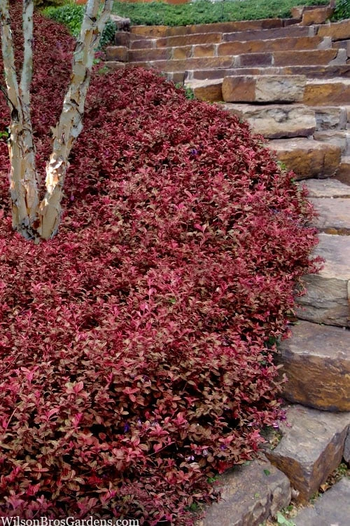 Purple Wintercreeper - Euonymus fortunei Coloratus - 3 Pack of Pint Pots