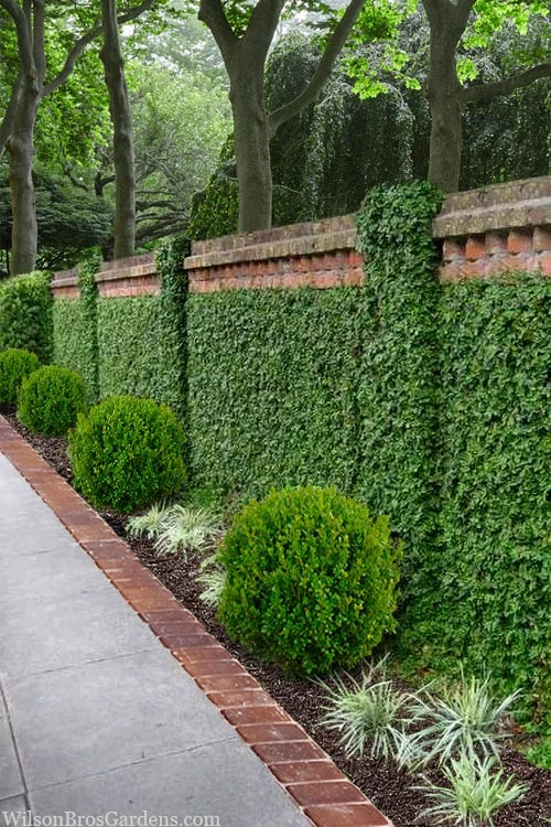 Creeping Fig (Ficus Pumila) - 5 Pack of Quart Pots