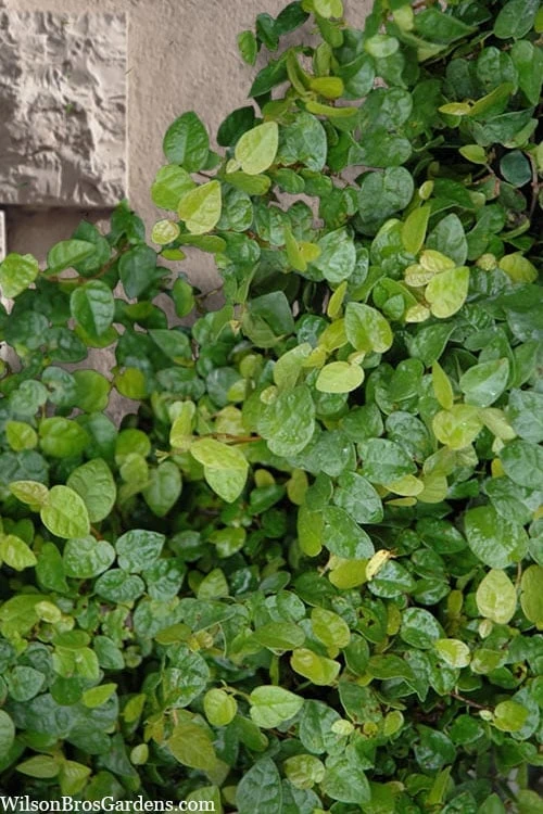 Creeping Fig (Ficus Pumila) - 5 Pack of Quart Pots