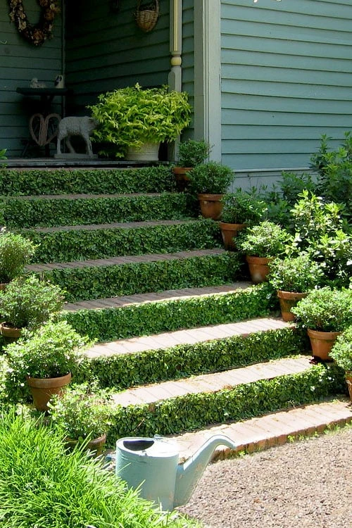 Creeping Fig (Ficus Pumila) - 5 Pack of Quart Pots