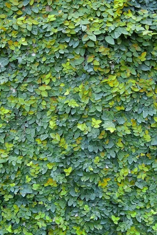 Creeping Fig (Ficus Pumila) - 5 Pack of Quart Pots