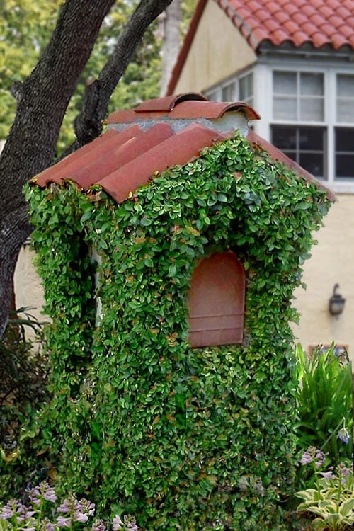 Creeping Fig (Ficus Pumila) - 5 Pack of Quart Pots