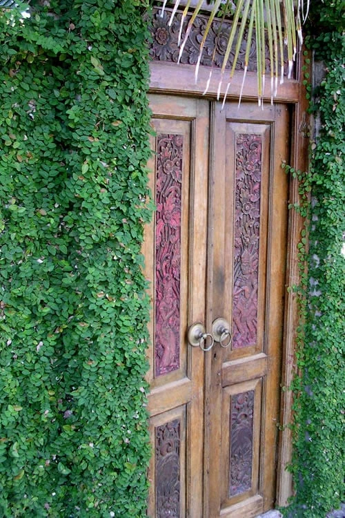 Creeping Fig (Ficus Pumila) - 5 Pack of Quart Pots