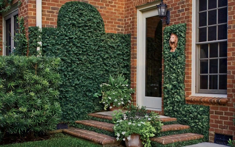 Creeping Fig (Ficus Pumila) - 5 Pack of Quart Pots