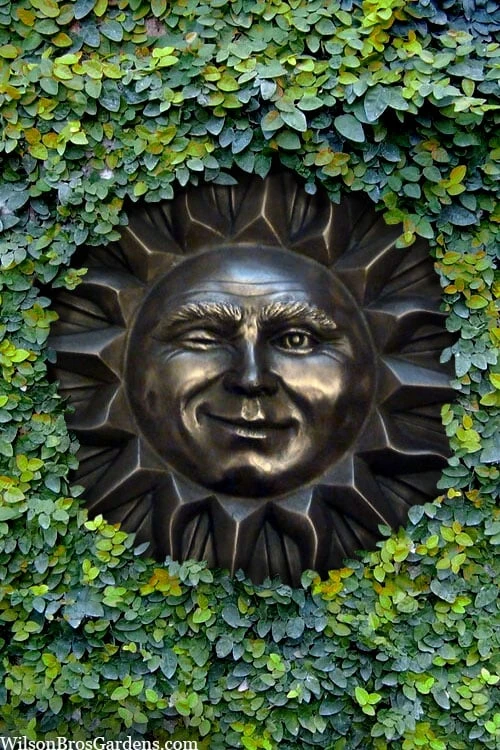 Creeping Fig (Ficus Pumila) - 5 Pack of Quart Pots