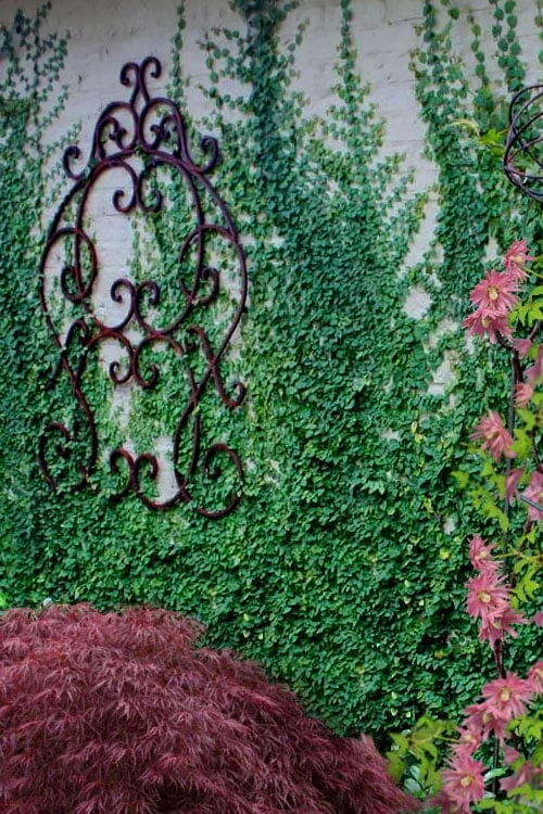 Creeping Fig (Ficus Pumila) - 5 Pack of Quart Pots