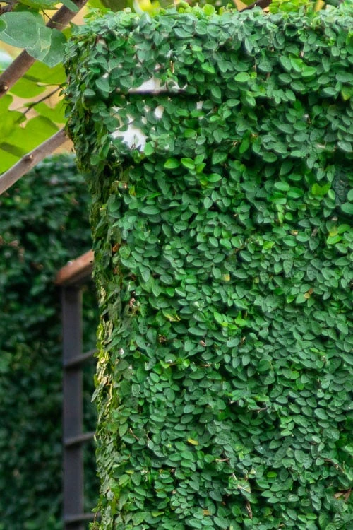 Creeping Fig (Ficus Pumila) - 5 Pack of Quart Pots