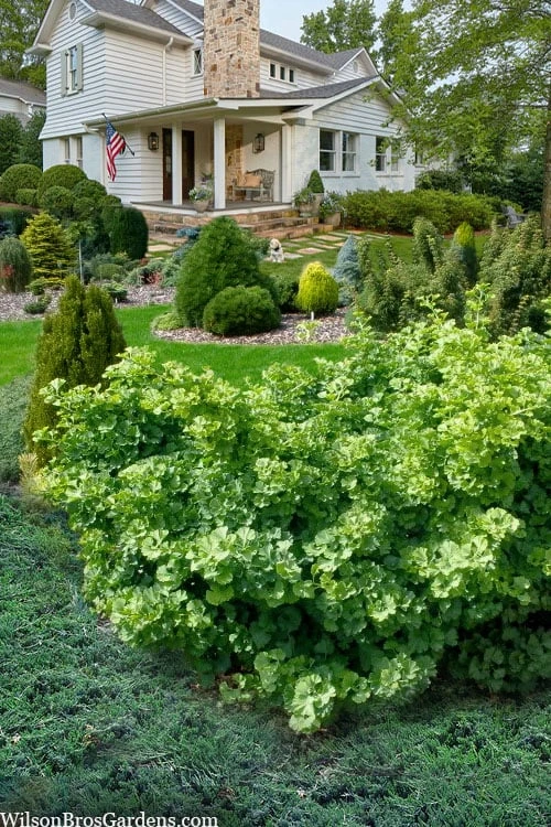 Mariken Dwarf Ginkgo Tree - 3 Gallon Pot (2-3')