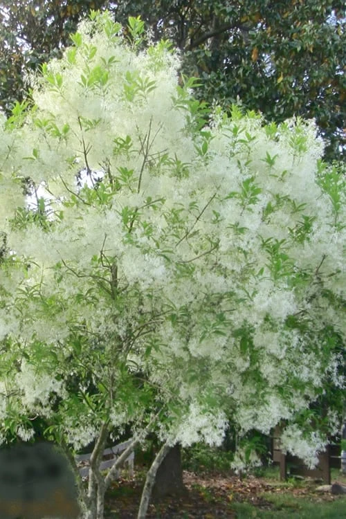 Grancy Graybeard - White Fringe Tree - 3 Gallon Pot