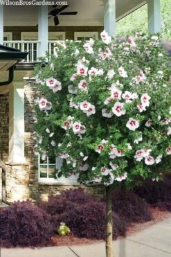 Morning Star Rose Of Sharon (Single Trunk Tree) - 7 Gallon Pot (3-4')