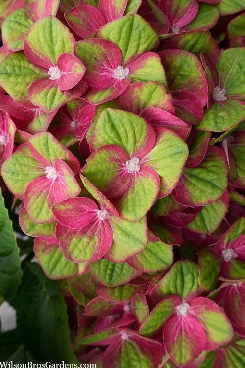 Tilt-A-Swirl Hydrangea - 3 Gallon Pot