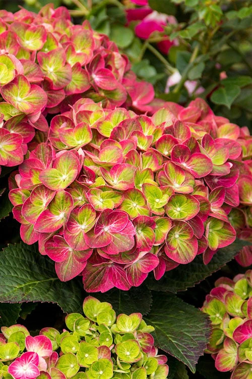 Tilt-A-Swirl Hydrangea - 3 Gallon Pot