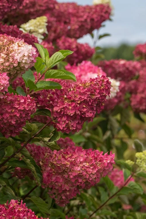 Berry White Panicle Hydrangea - 3 Gallon Pot