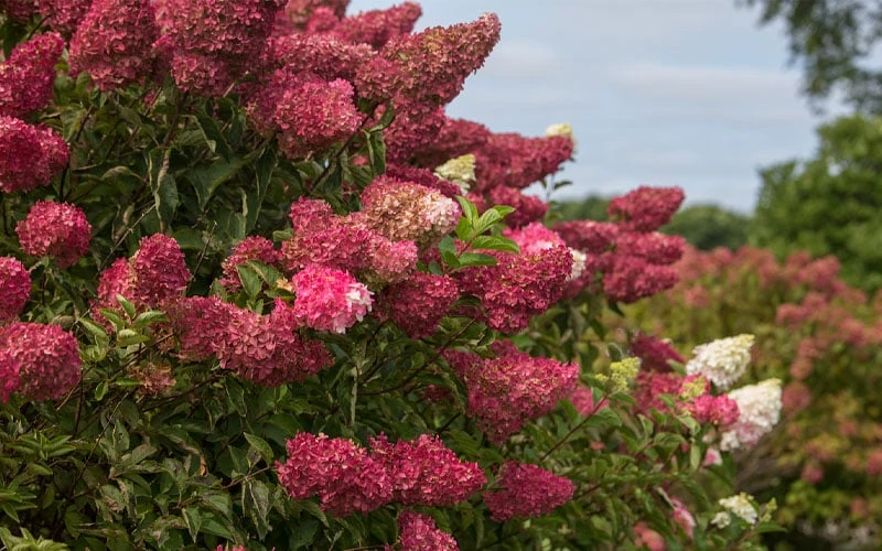 Berry White Panicle Hydrangea - 3 Gallon Pot