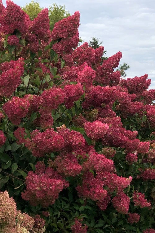 Berry White Panicle Hydrangea - 3 Gallon Pot