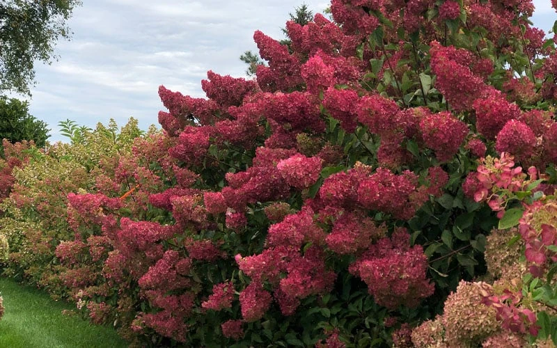 Berry White Panicle Hydrangea - 3 Gallon Pot