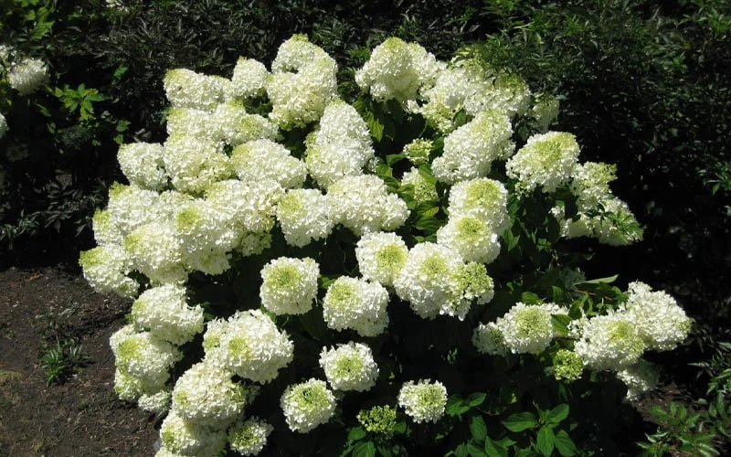 Silver Dollar Hydrangea - 3 Gallon Pot