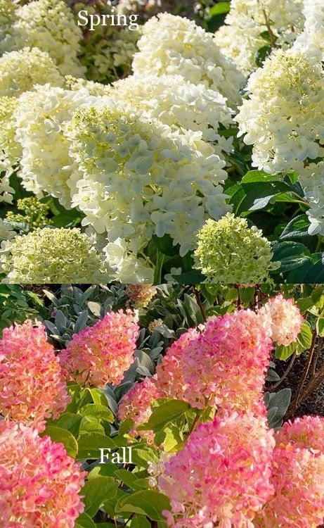 Silver Dollar Hydrangea - 3 Gallon Pot