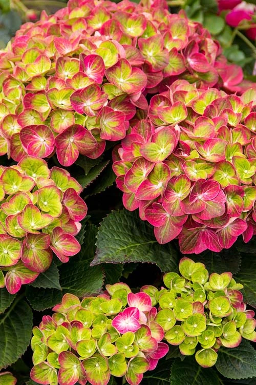 Tilt-A-Swirl Hydrangea - 3 Gallon Pot