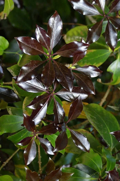 Purple Glaze Star Japanese Anise (Illicium anisatum 'Muraski No Sato') - 3 Gallon Pot