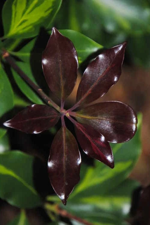 Purple Glaze Star Japanese Anise (Illicium anisatum 'Muraski No Sato') - 3 Gallon Pot